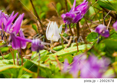 カタクリの白い花 カタクリの白い花 2002678
