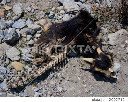 ヤギの亡き骸 2002712