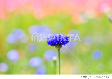 矢車草 2002715