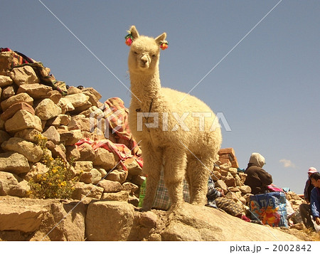 おしゃれアルパカ 2002842