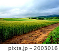 美瑛　麦畑 2003016