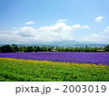 富良野ラベンダー畑２ 2003019
