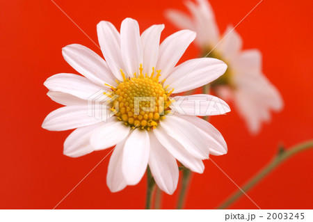 マーガレット 2003245