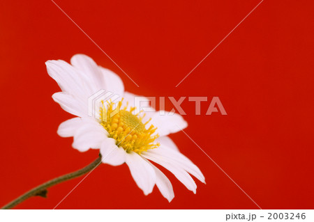 マーガレット 2003246