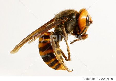 オオスズメバチ 2003416