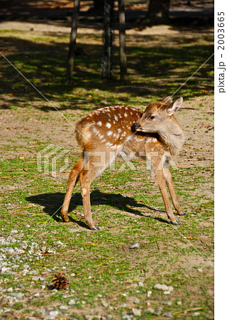 振り向いた仔鹿（奈良公園／奈良県奈良市） 2003665