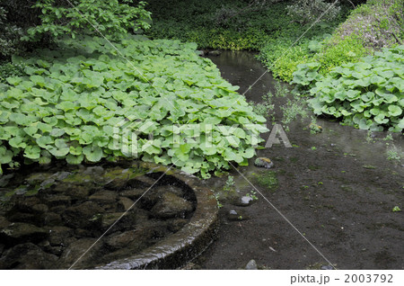 柿田川湧水 2003792