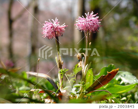 04月　ショウジョウバカマ・ユリ科17 2003845