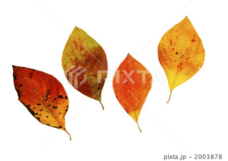 ハナミズキの枯葉の切り抜き 2003878
