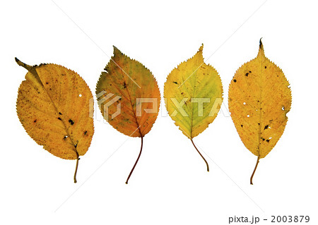 ４枚の桜の黄葉の切り抜き 2003879