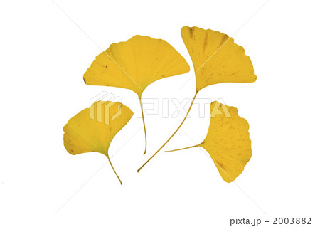 ４枚のイチョウの黄葉の切り抜き 2003882
