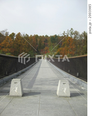 森のかけ橋 2003985
