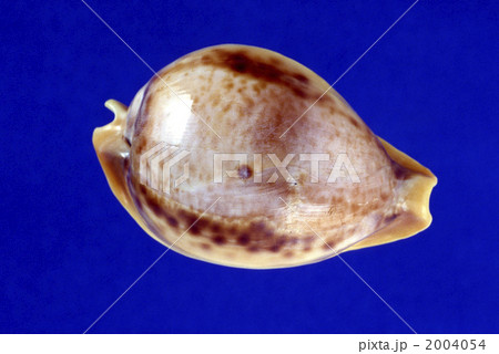 40185 宝貝 2004054