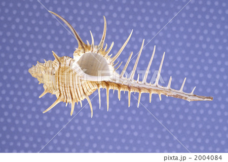 40224　ホネガイ 2004084