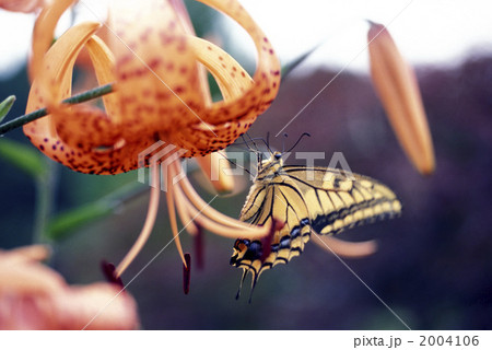 40678　ユリの花とアゲハチョウ 2004106