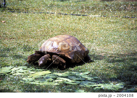 40679　陸ガメ 2004108