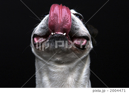 あっかんべー 2004471