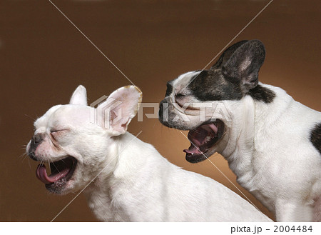 あやしい犬たち あやしい犬たち 2004484