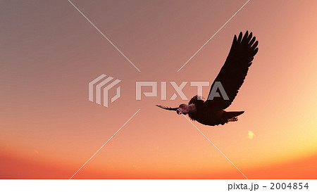 コンドル 2004854