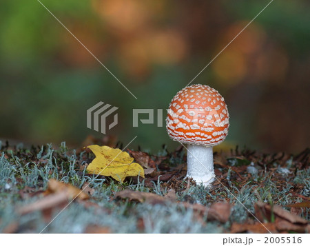 ベニテングタケ 2005516