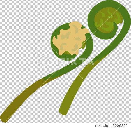 薇 皇家蕨菜 矢量圖 2006831