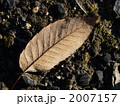 朝露（アベマキ） 2007157