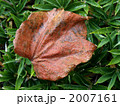 朝露（ツタ） 2007161
