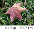 朝露（モミジバフウ） 2007170