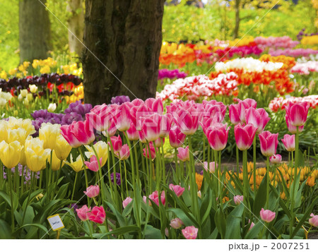 チューリップ　オランダ　カラフル　花壇 2007251