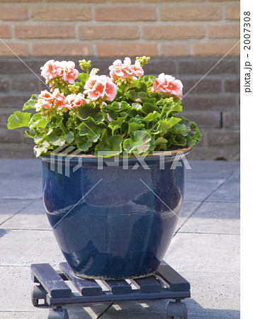 ペラルゴニウム　鉢植え　コンテナ　ゼラニウム　 2007308