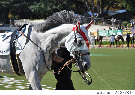 ブリンカーをつけた馬の写真素材