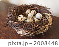 鳥の巣 2008448