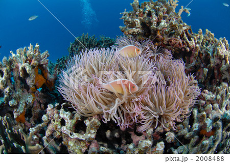 ハナビラクマノミ ハナビラクマノミ 2008488