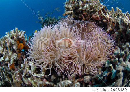 ハナビラクマノミ 2008489