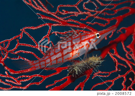 クダゴンベ クダゴンベ 2008572