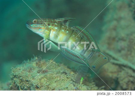 サラサハゼ サラサハゼ 2008573