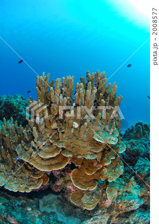 パラオハマサンゴ 2008577