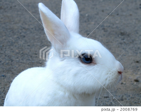 うさぎ 青い瞳 青い目の写真素材 [2008769] - PIXTA