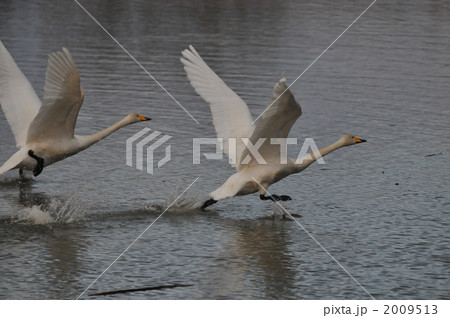 オオハクチョウ出発 2009513