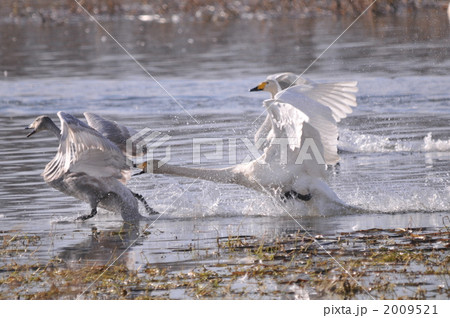 オオハクチョウのいじめ 2009521