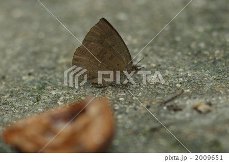 ムラサキシジミ 2009651