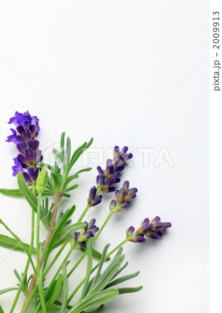 ラベンダー 2009913