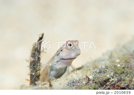 イシガキカエルウオ 2010639