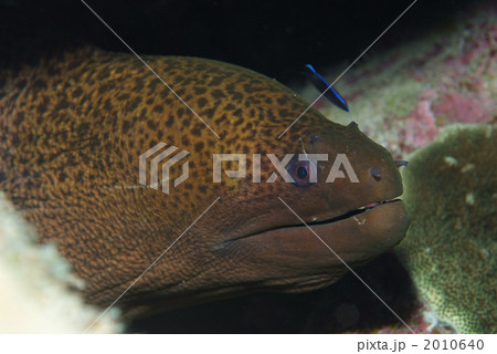 ドクウツボ 2010640