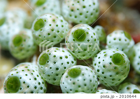 チャツボボヤ チャツボボヤ 2010644