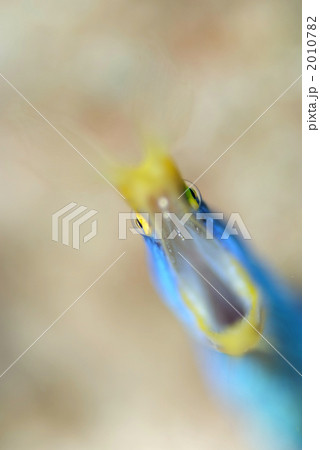 ハナヒゲウツボ 2010782