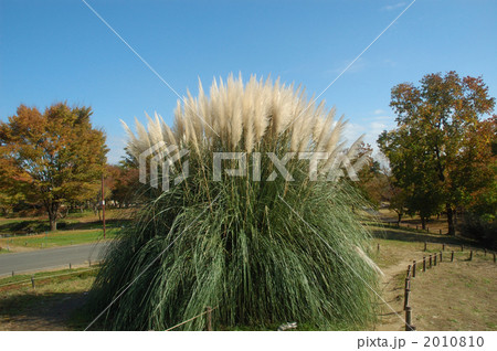 パンパスグラス 2010810