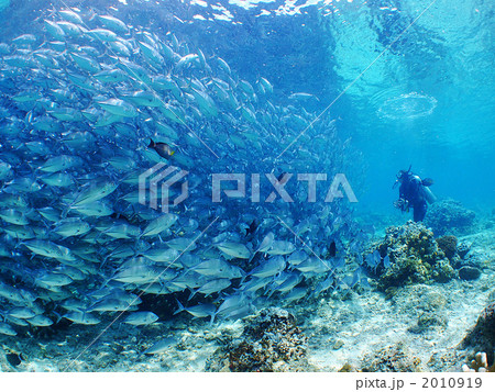 アジ玉 ダイバー スキューバダイビング マレーシア シバタンリゾート 群れ セレベス海 アジ玉 ダイバー スキューバダイビング マレーシア シバタンリゾート 群れ セレベス海 2010919