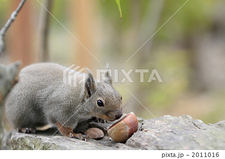 ニホンリス 2011016