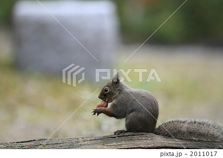 クルミを食べるニホンリス 2011017